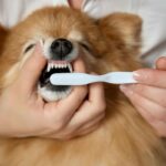 choisir métier soigneur animalier