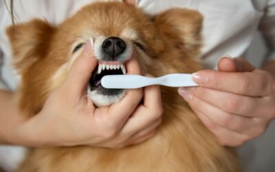 Pourquoi choisir le métier de soigneur animalier ?